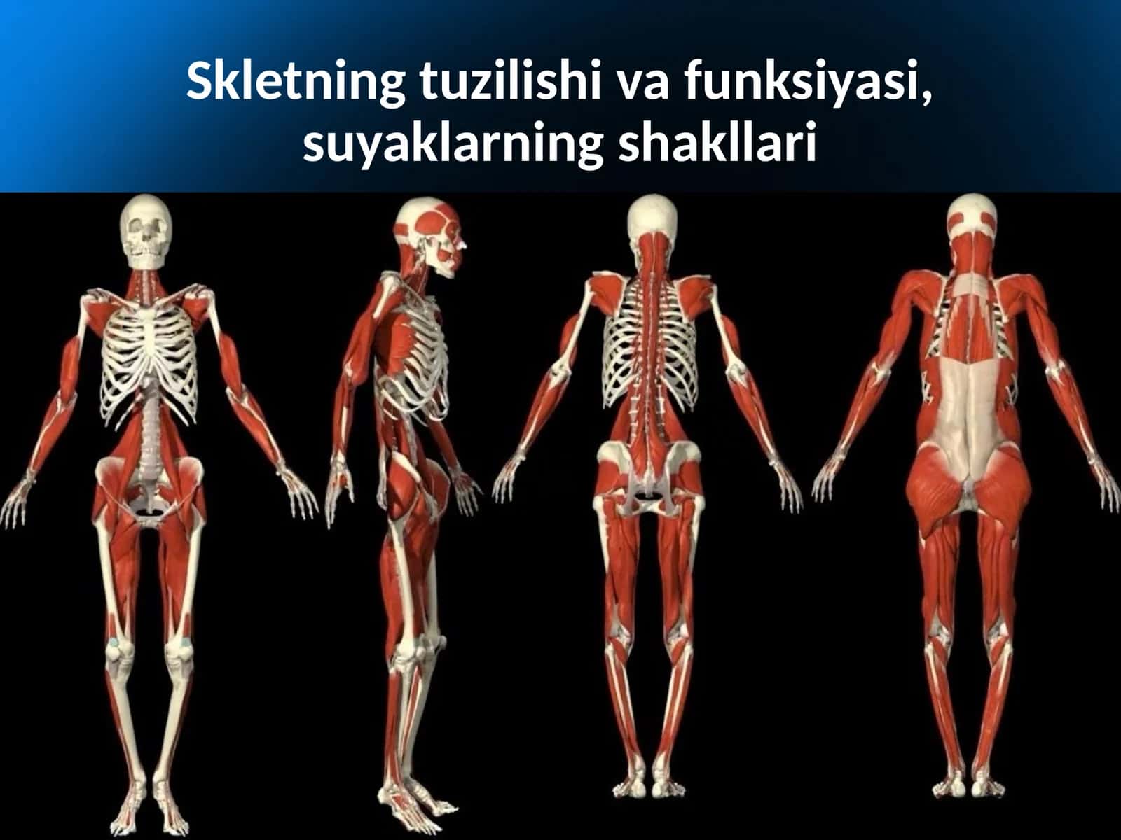 Skletning tuzilishi va funktsiyasi, suyaklarning shakllari 1