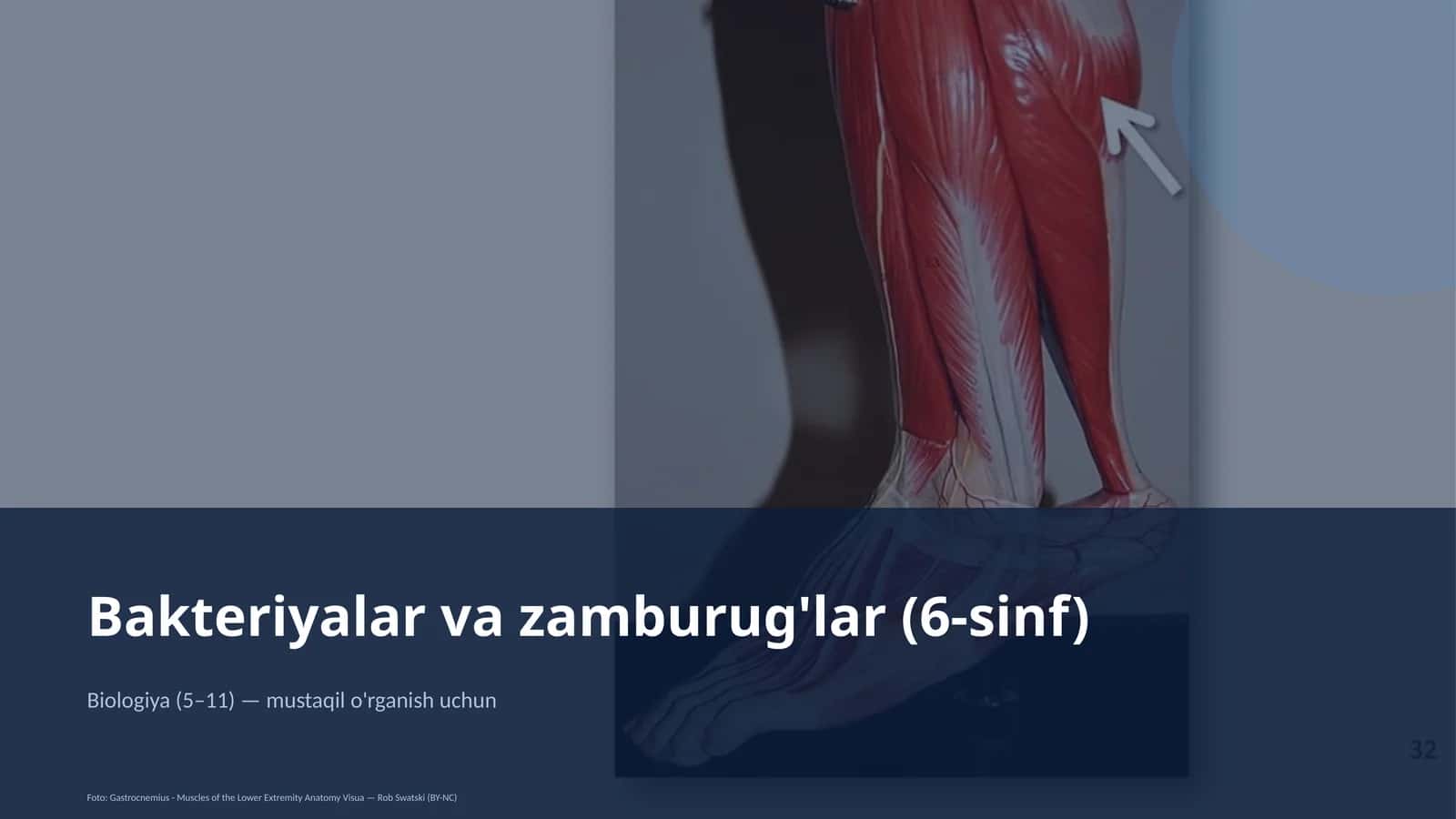Bakteriyalar va zamburug'lar (6-sinf) 1