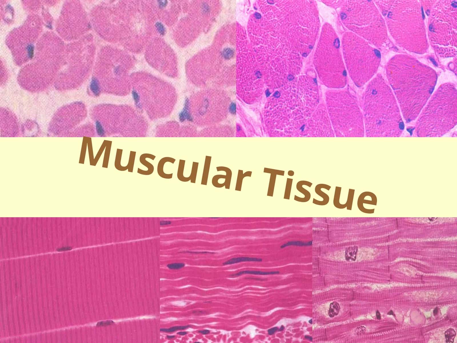 Muscular Tissue 1