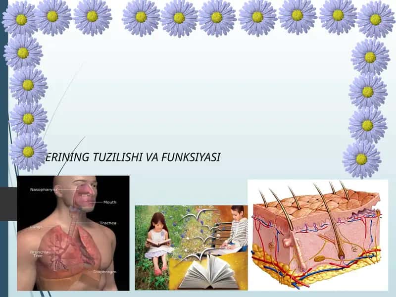 TERINING TUZILISHI VA FUNKSIYASI 1