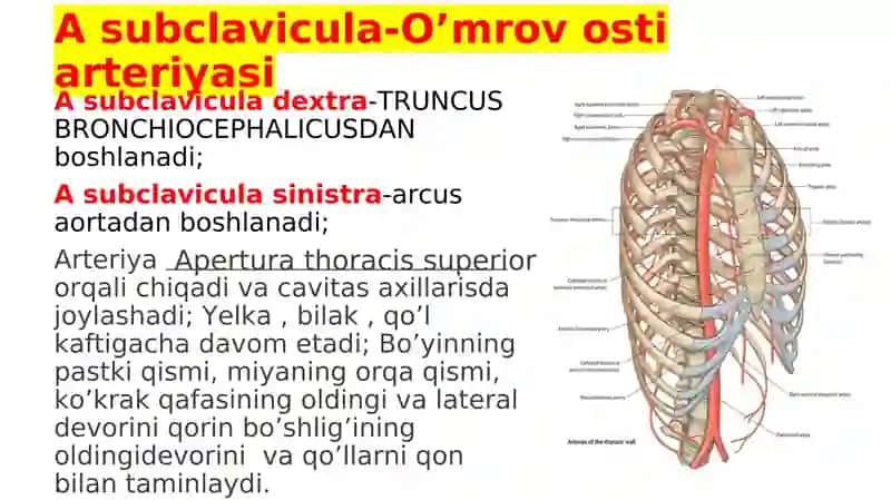 A subclavicula-O’mrov osti arteriyasi 1