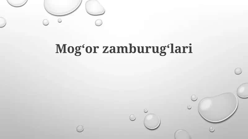 Mogʻorzamburugʻlari 1