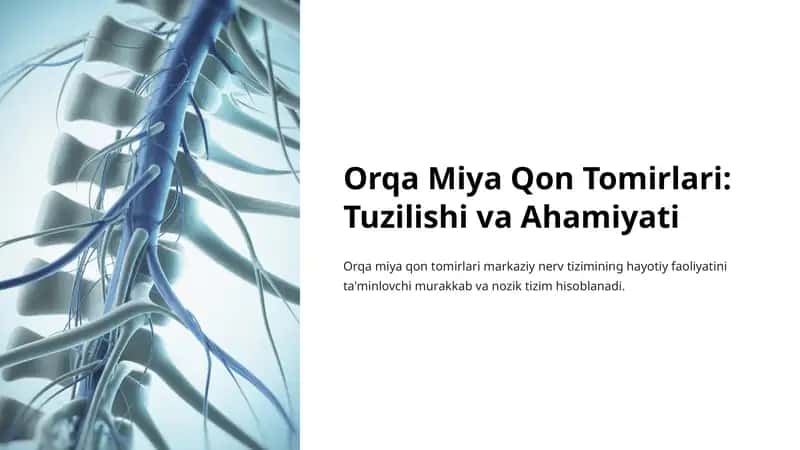 Orqa Miya Qon Tomirlari 1
