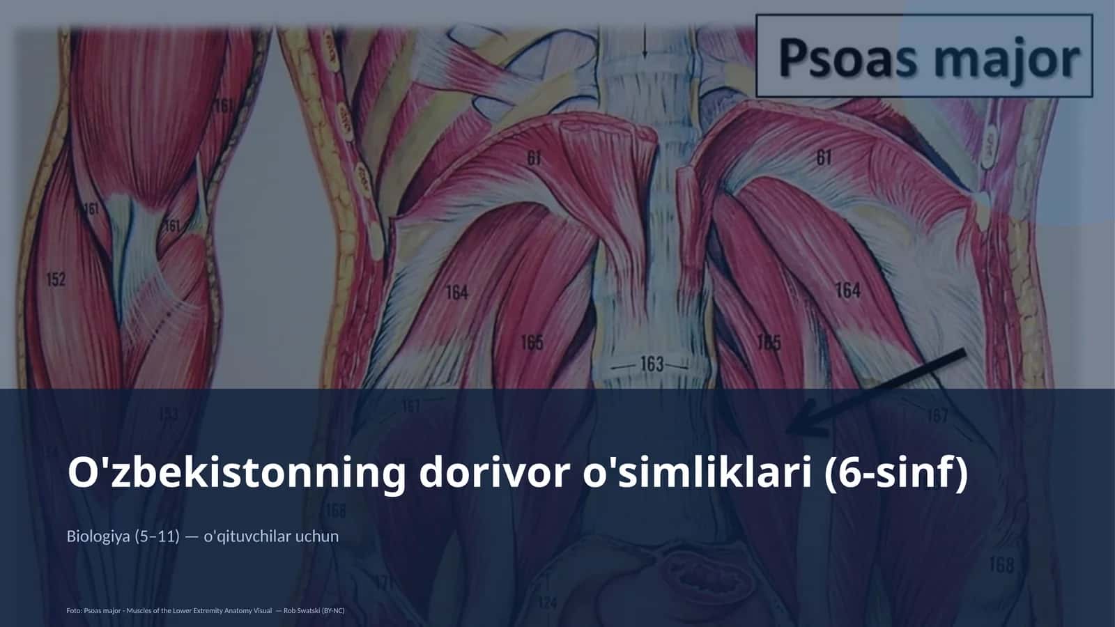 O'zbekistonning dorivor o'simliklari (6-sinf) 1