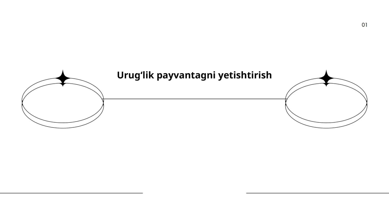 Urugʻlik payvantagni yetishtirish 1