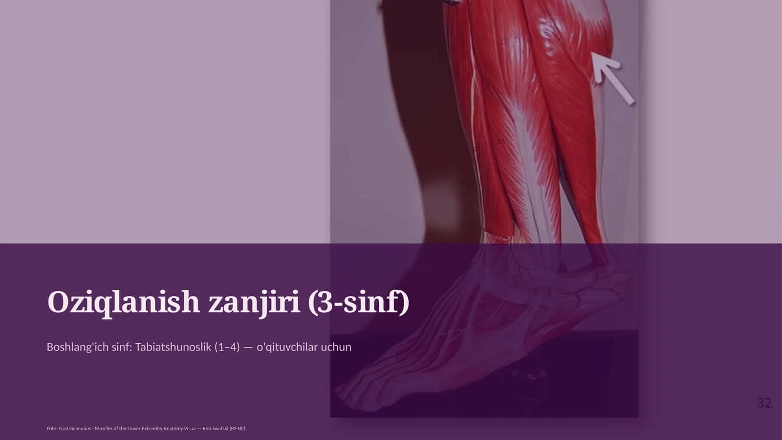 Oziqlanish zanjiri (3-sinf) 1