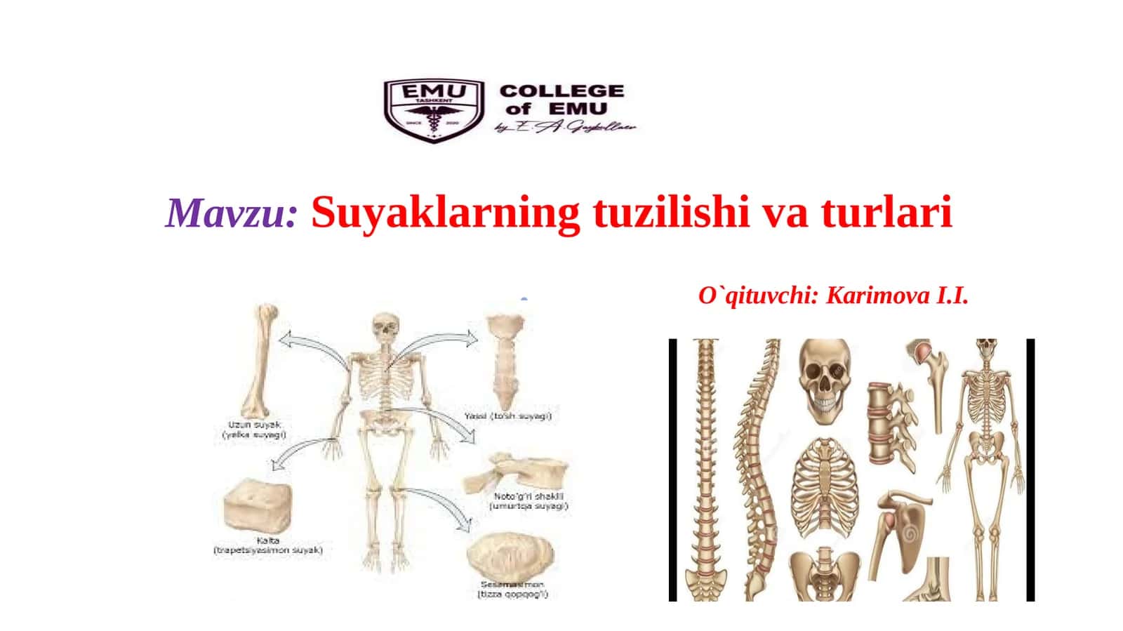 Suyaklarning tuzilishi va turlari 1