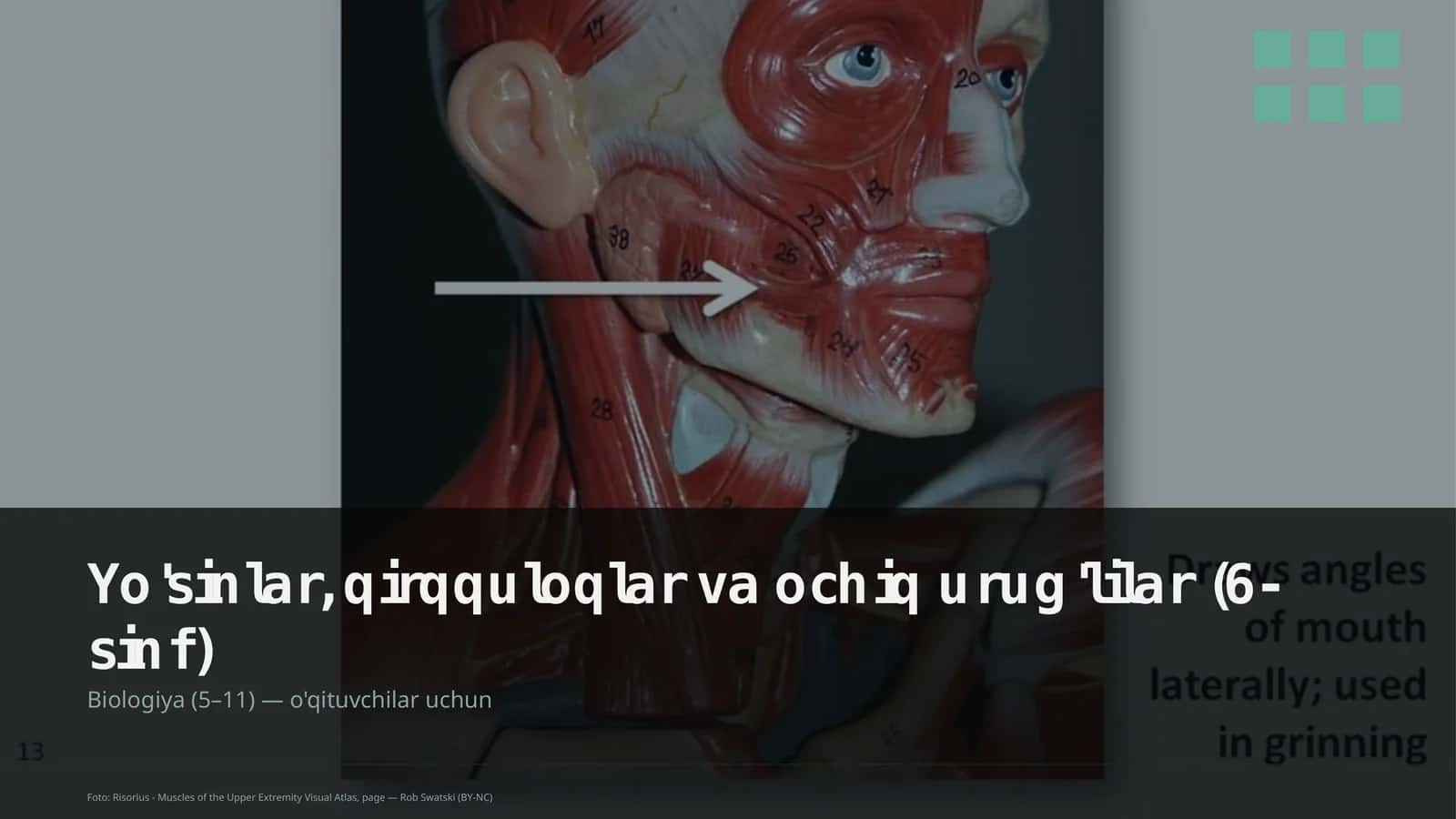 Yo'sinlar, qirqquloqlar va ochiq urug'lilar (6-sinf) 1