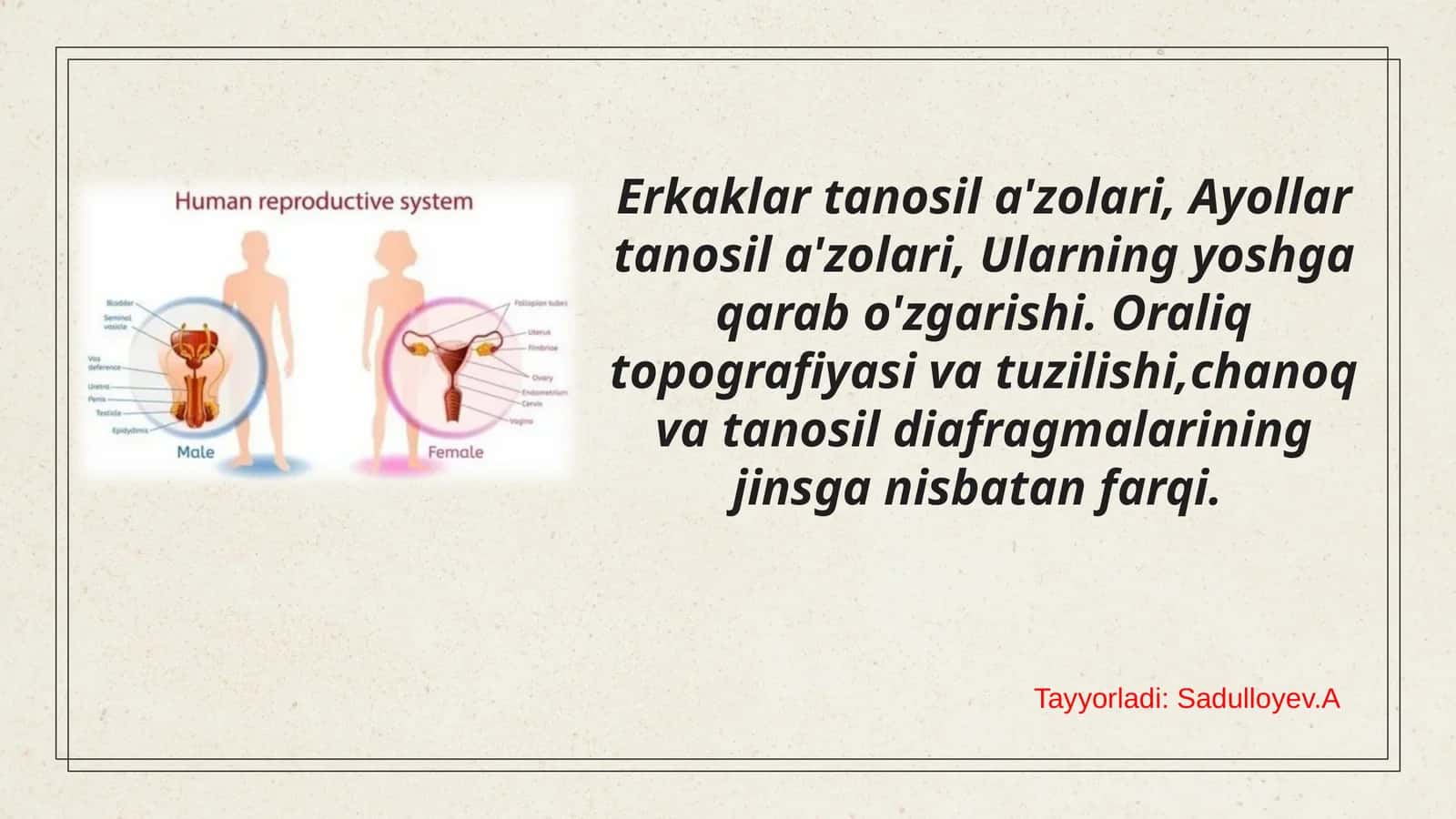 Erkaklar tanosil a'zolari, Ayollar tanosil a'zolari, Ularning yoshga qarab o'zgarishi. Oraliq topografiyasi va tuzilishi,chanoq va tanosil diafragmalarining jinsga nisbatan farqi. 1