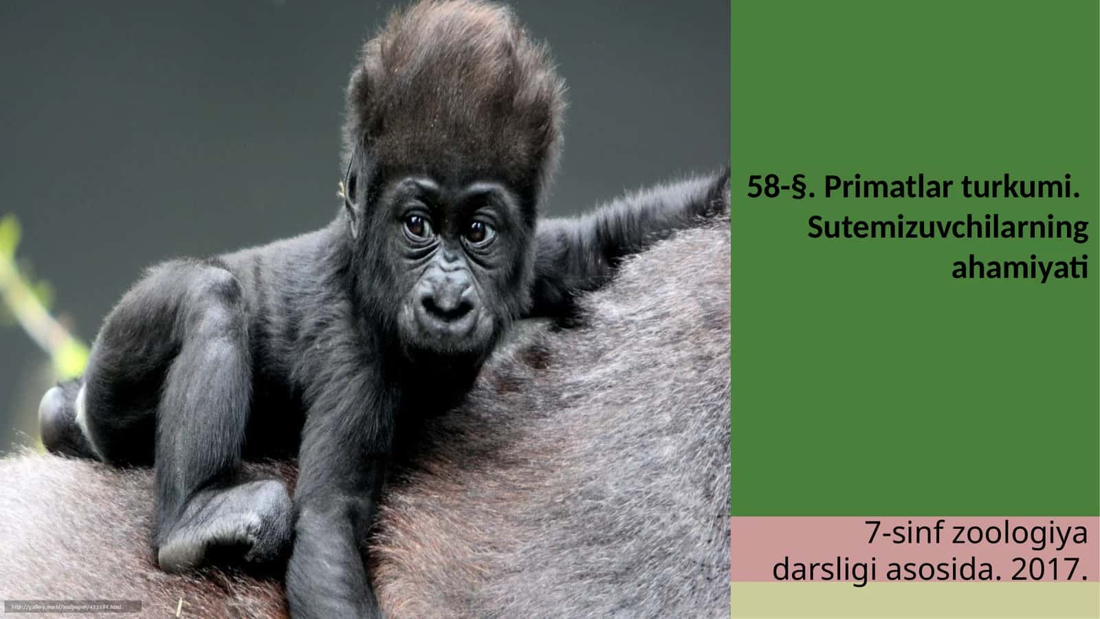 7-sinf Zoologiya 'Primatlar turkumi, sutemizuvchilarning ahamiyati' ko'rgazma 1