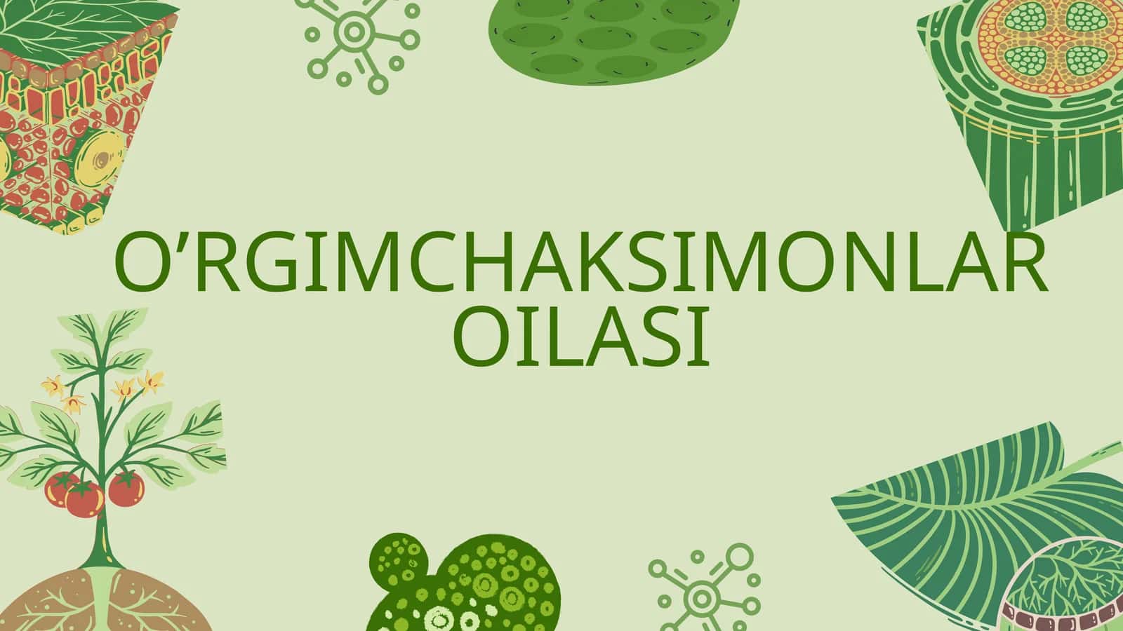 O'RGIMCHAKSIMONLAR OILASI 1