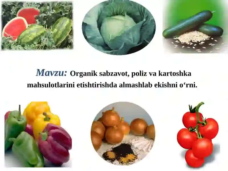 Organik sabzavot, poliz va kartoshka mahsulotlarini etishtirishda almashlab ekishni o‘rni