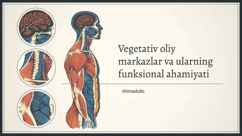Vegetativ oliy markazlar va ularning funksional ahamiyati 1