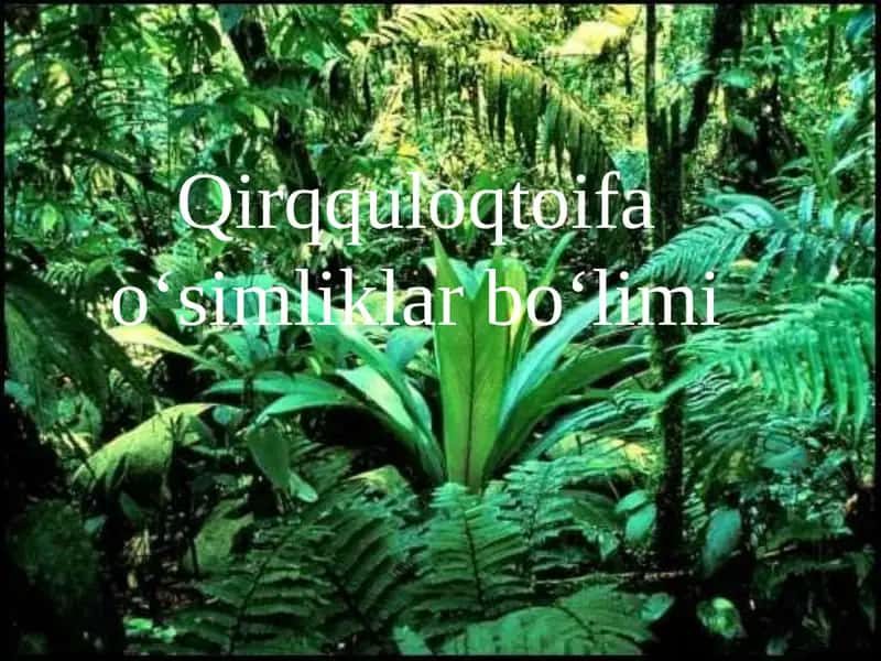 qirqquloq toifa o'simliklar 1