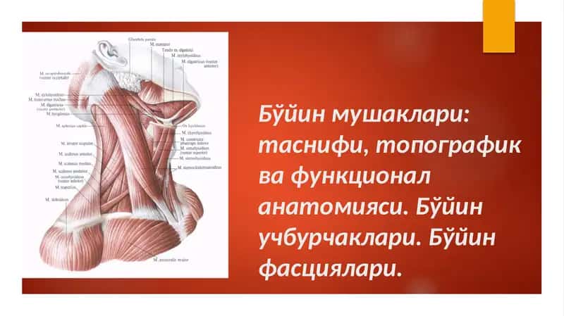 Бўйин мушаклари 1
