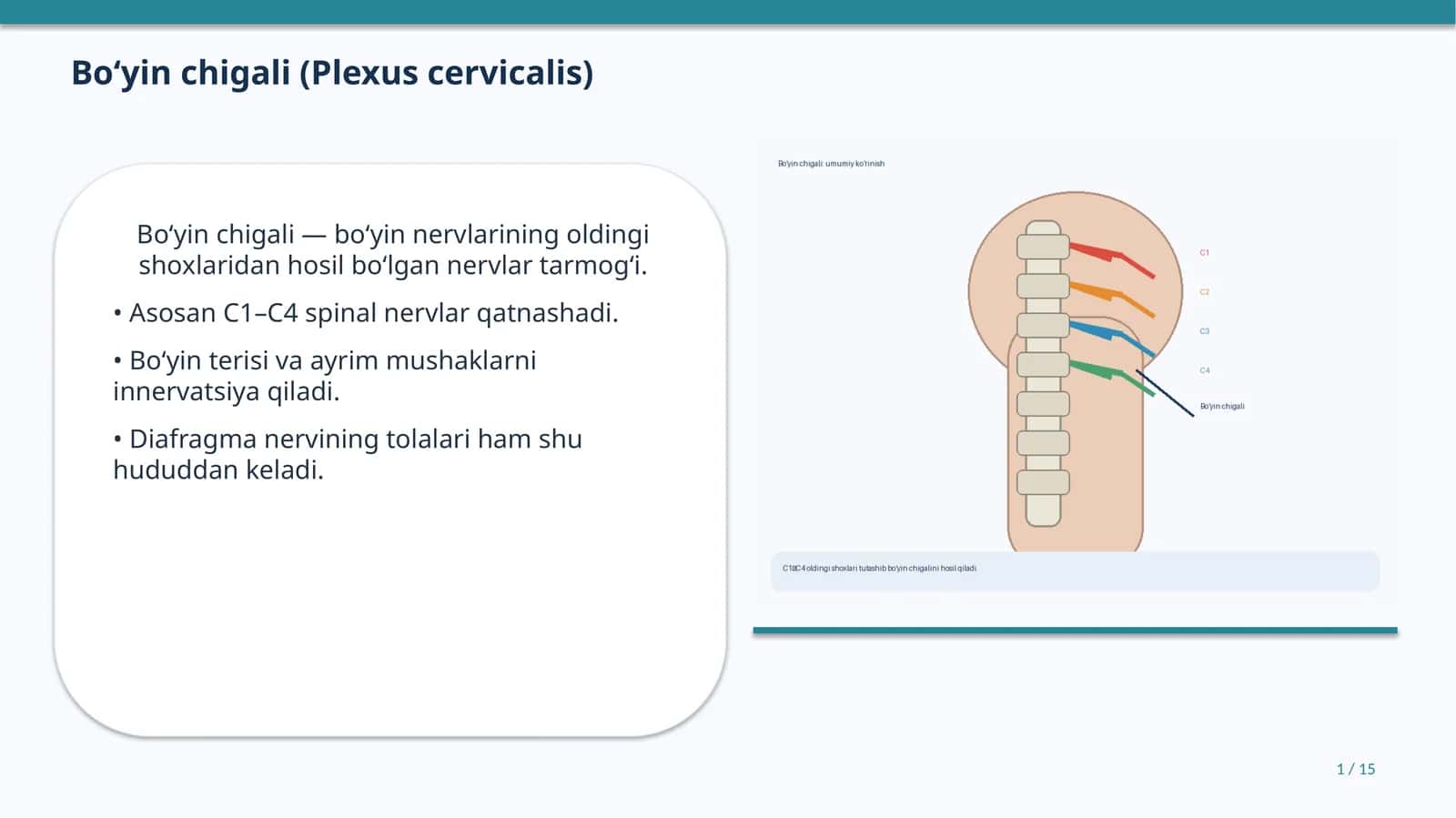Bo‘yin chigali (Plexus cervicalis) 1