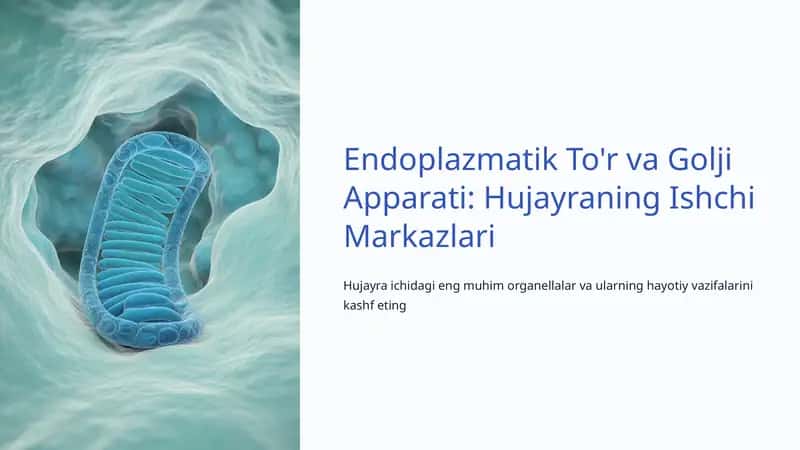 Endoplazmatik To'r va Golji Apparati: Hujayraning Ishchi Markazlari 1