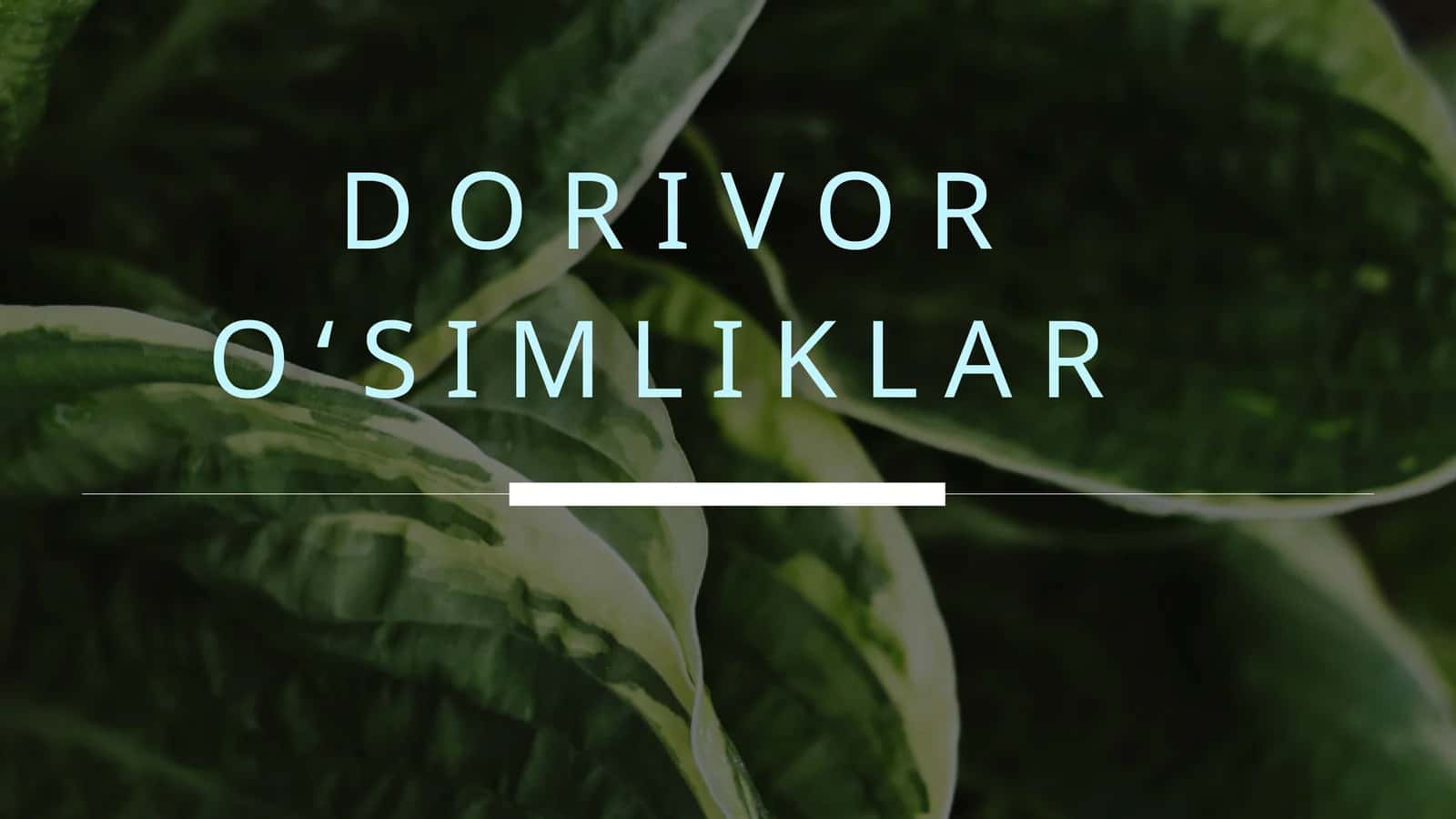 Dorivor o'simliklar 1