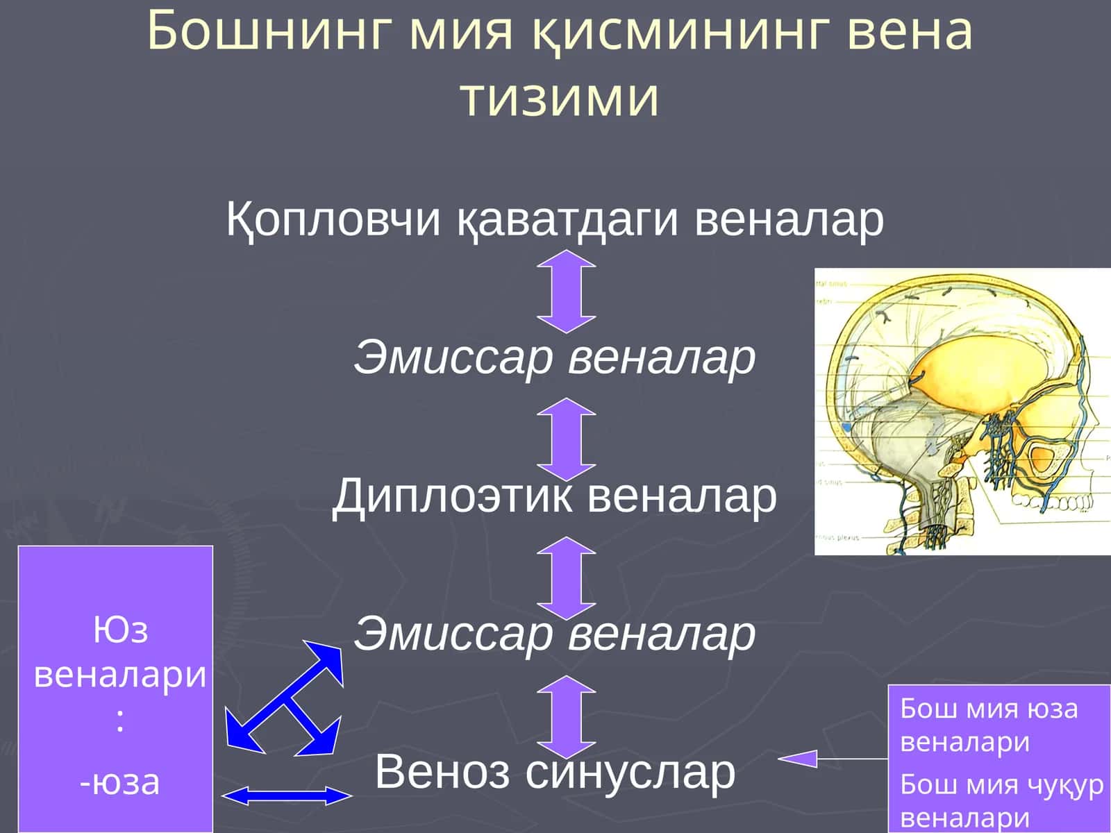 Бошнинг мия қисмининг вена тизими 1