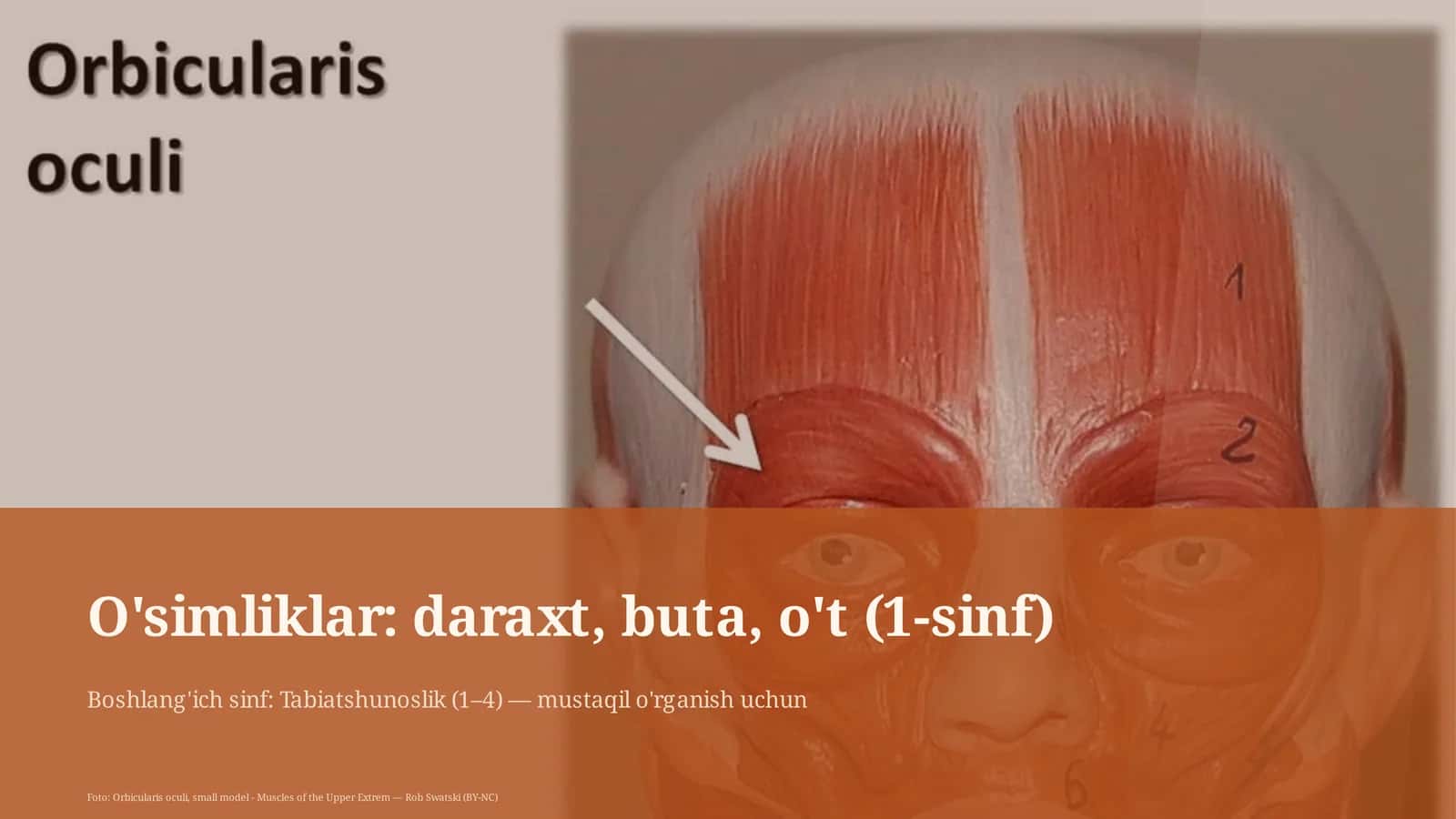 O'simliklar: daraxt, buta, o't (1-sinf) 1