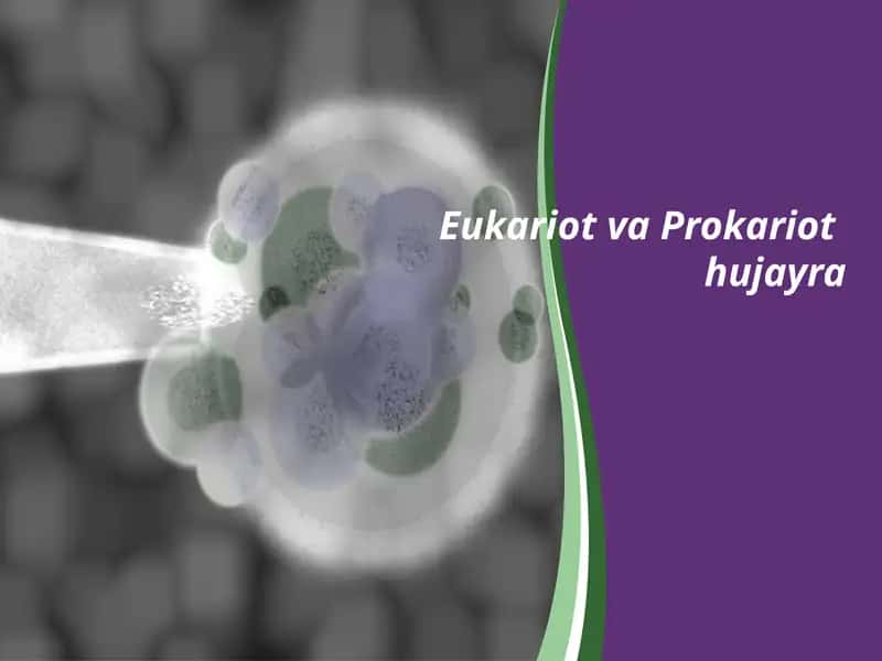 Eukariot va Prokariot hujayra 1