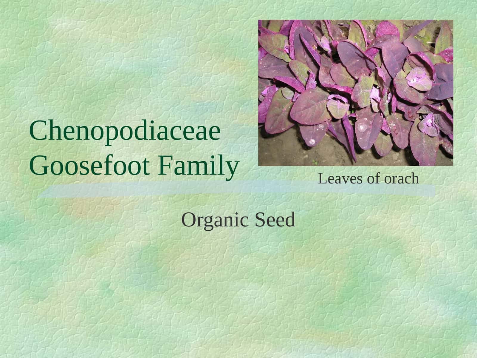 Chenopodiaceae (Goosefoot Family) Organic Seed 1