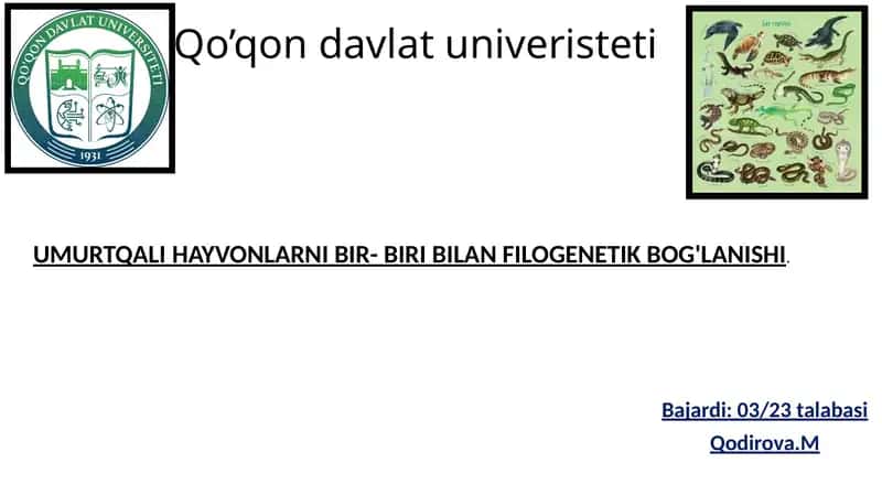 UMURTQALI HAYVONLARNI BIR- BIRI BILAN FILOGENETIK BOG'LANISHI 1