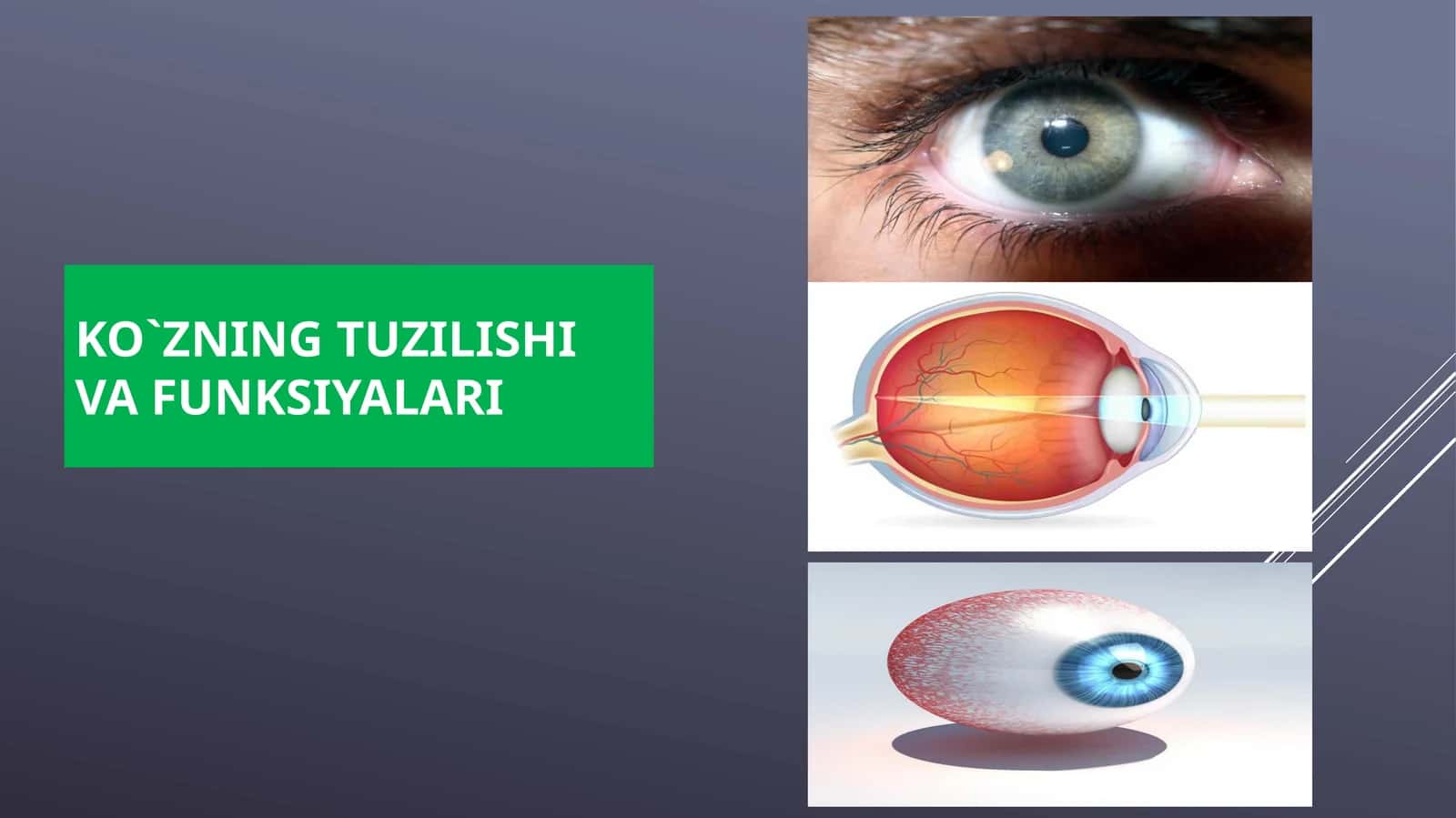 KO`ZNING TUZILISHI VA FUNKSIYALARI 1