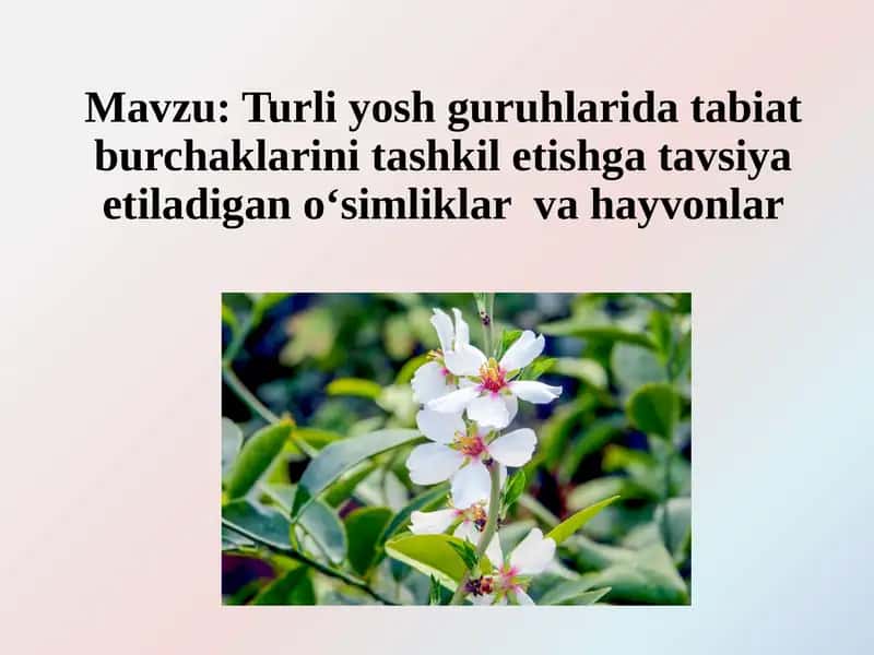 Turli yosh guruhlarida tabiat burchaklarini tashkil etishga tavsiya etiladigan o‘simliklar  va hayvonlar 1