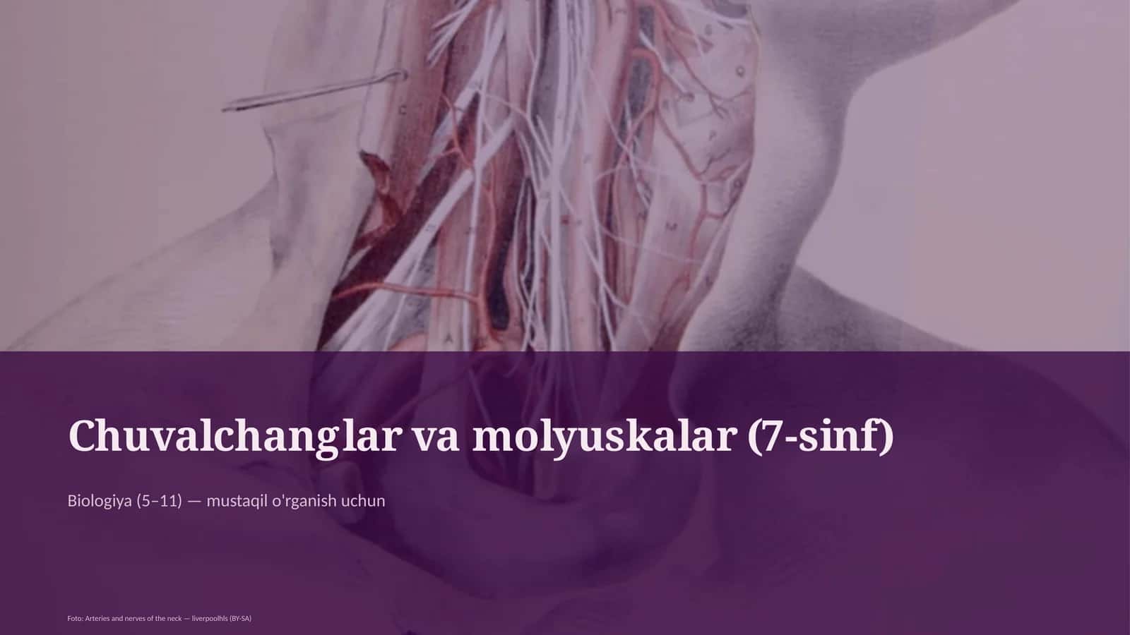 Chuvalchanglar va molyuskalar (7-sinf) 1