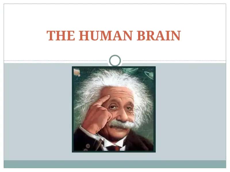 THE HUMAN BRAIN 1