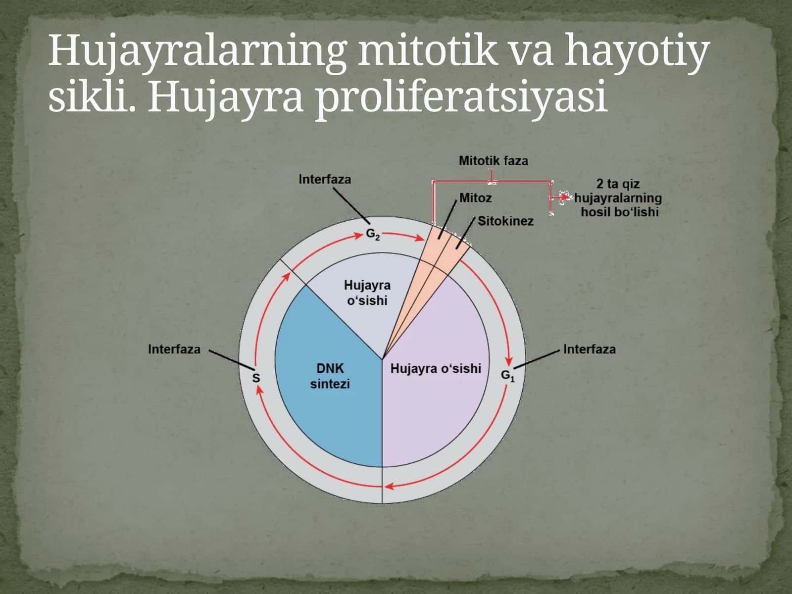 Hujayrasikli 1