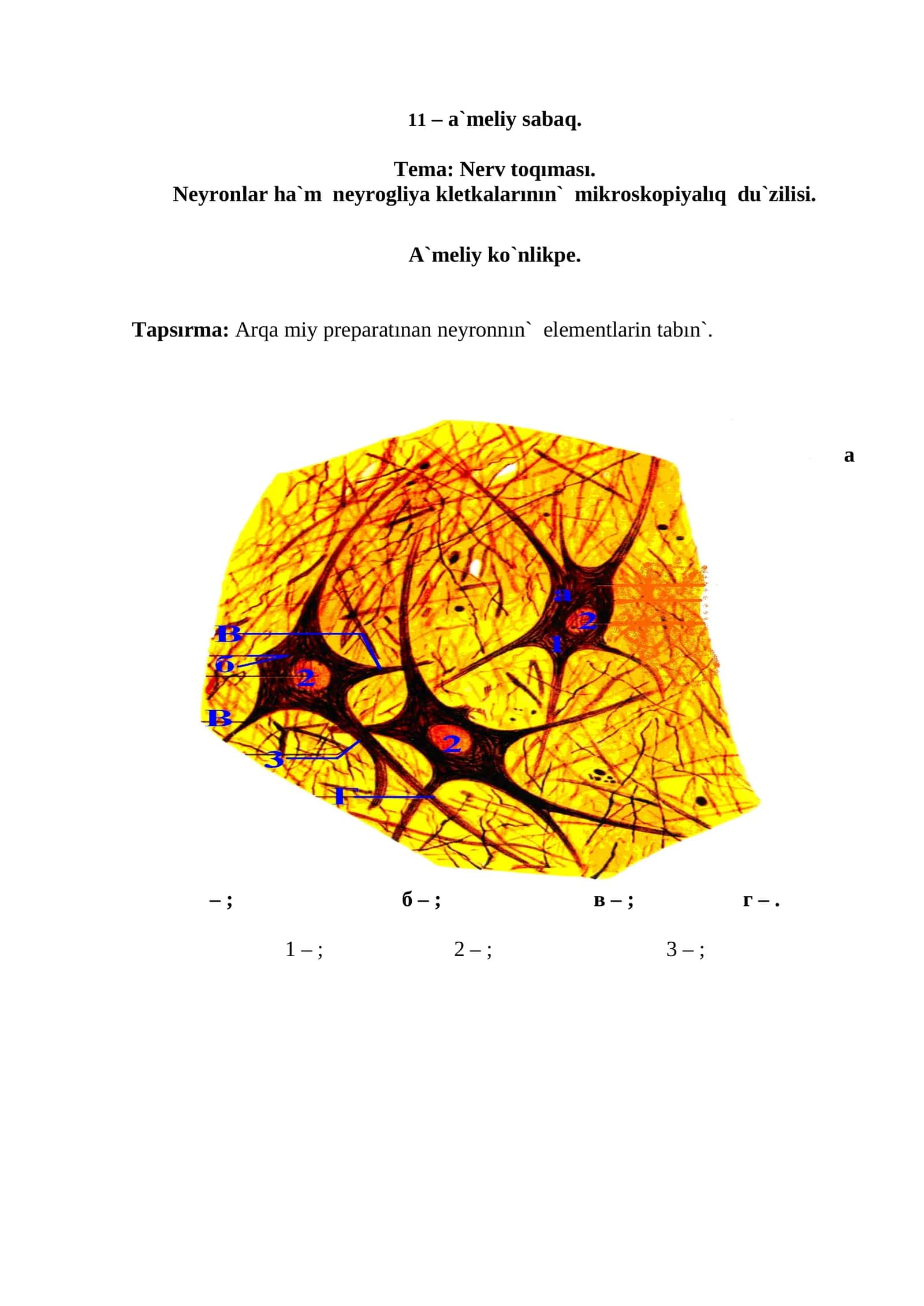 Nerv toqıması 1