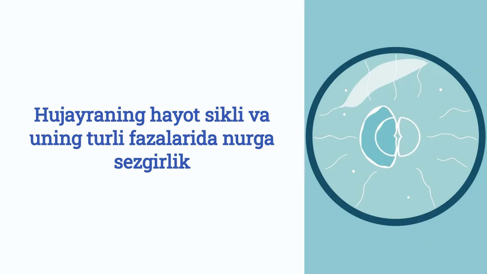 Hujayraning hayot sikli va uning turli fazalarida nurga sezgirlik 1
