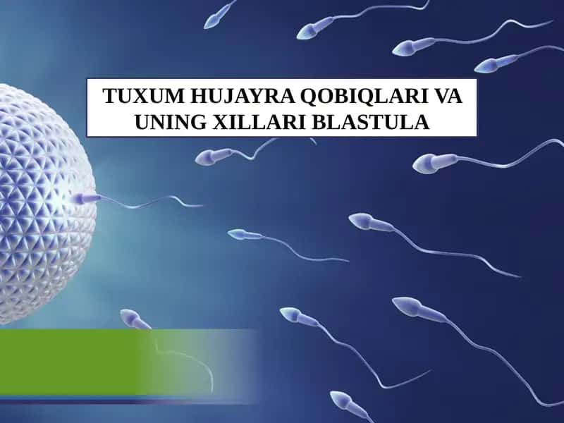 TUXUM HUJAYRA QOBIQLARI VA UNING XILLARI BLASTULA. 1