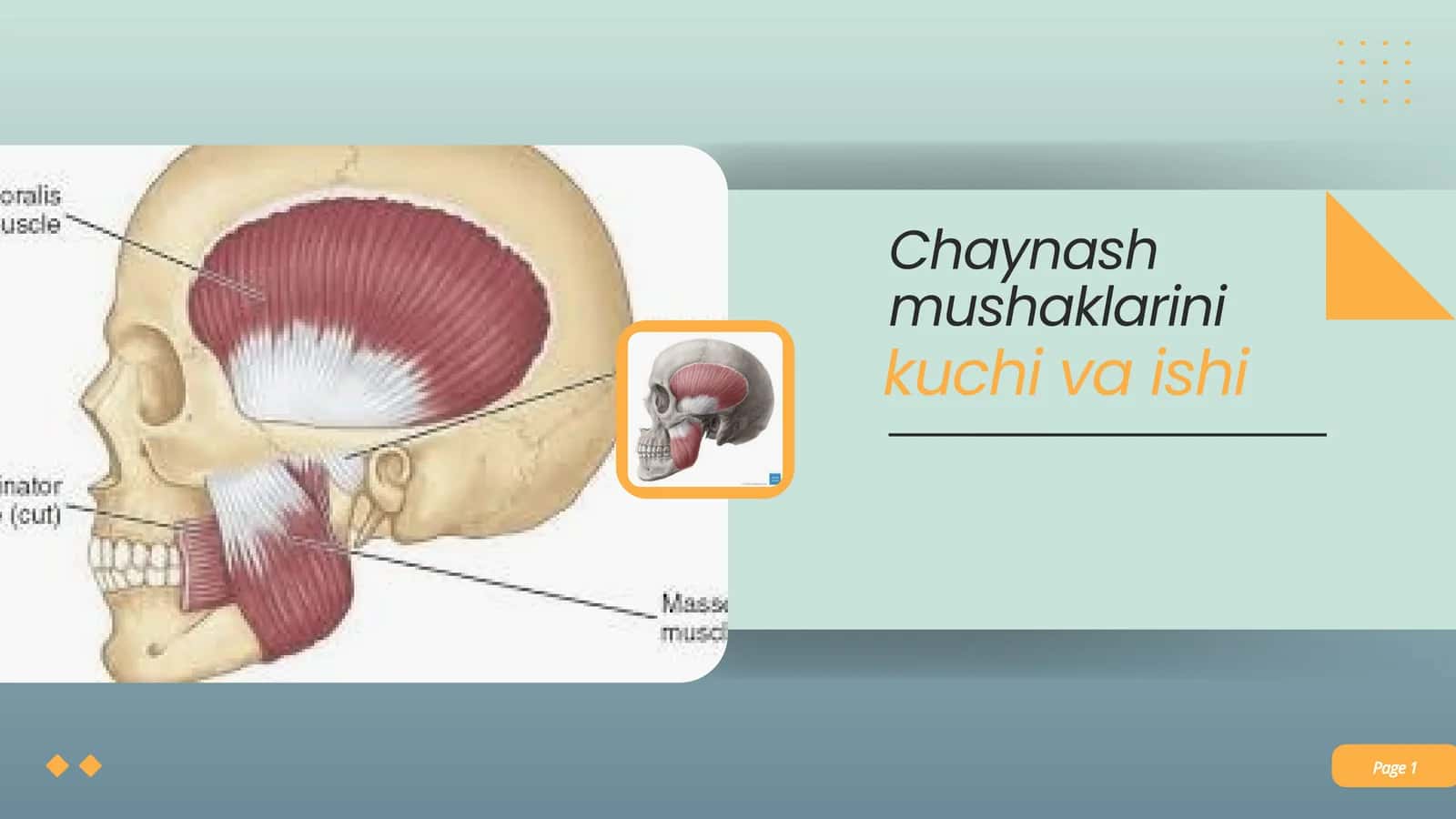 Chaynash mushaklarini kuchi va ishi 1