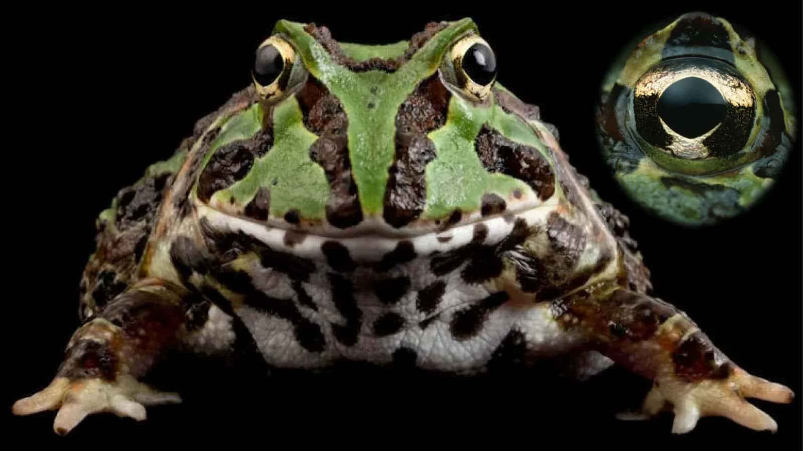 Ceratophrys ornata shoxliqurbaqasi 1