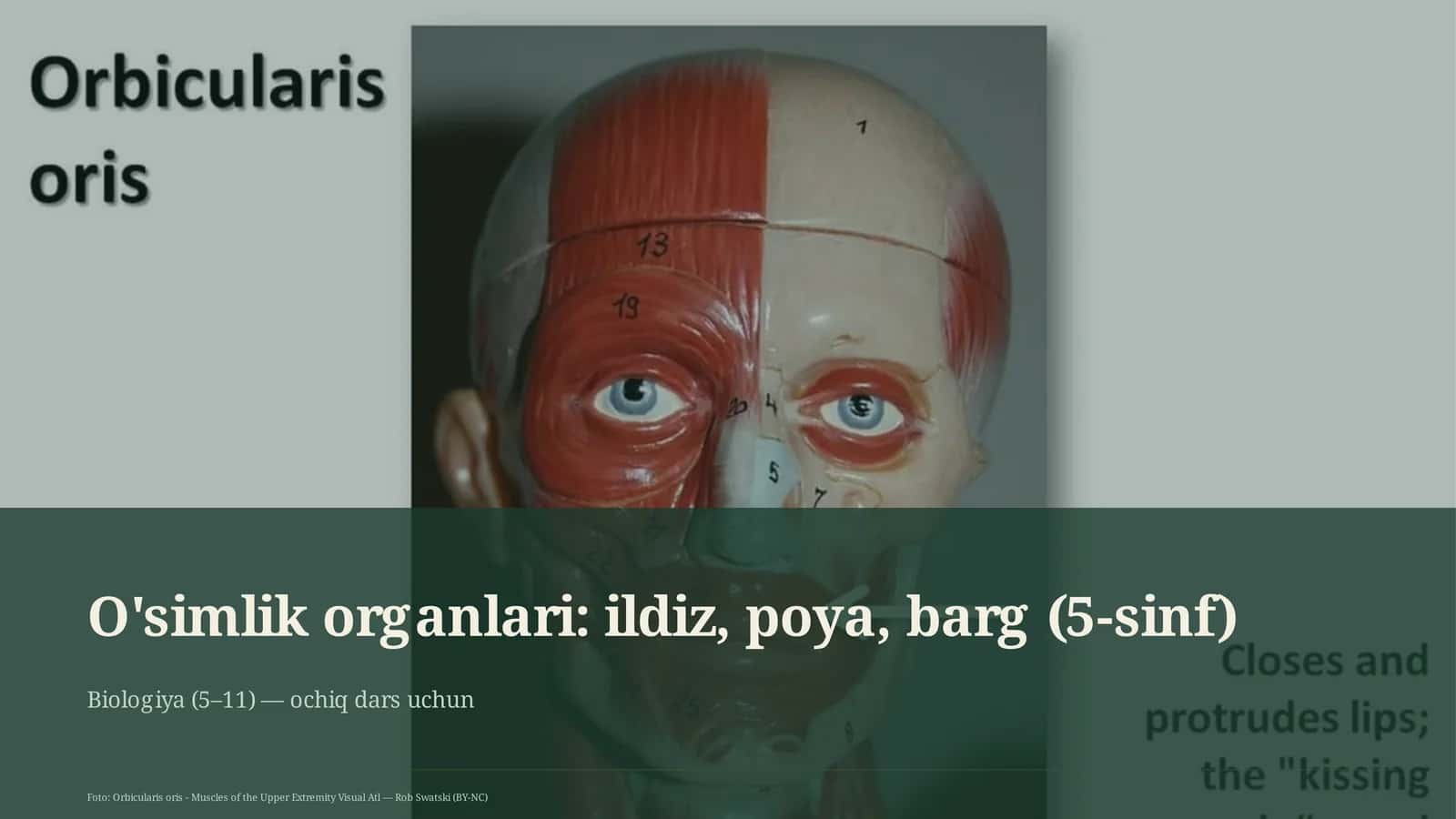 O'simlik organlari: ildiz, poya, barg (5-sinf) 1