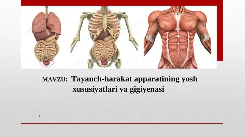Tayanch-harakat apparatining yosh xususiyatlari va gigiyenasi 1