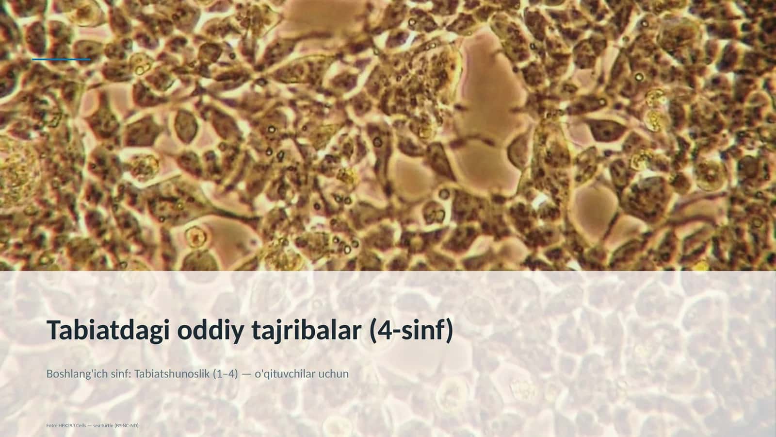 Tabiatdagi oddiy tajribalar (4-sinf) 1