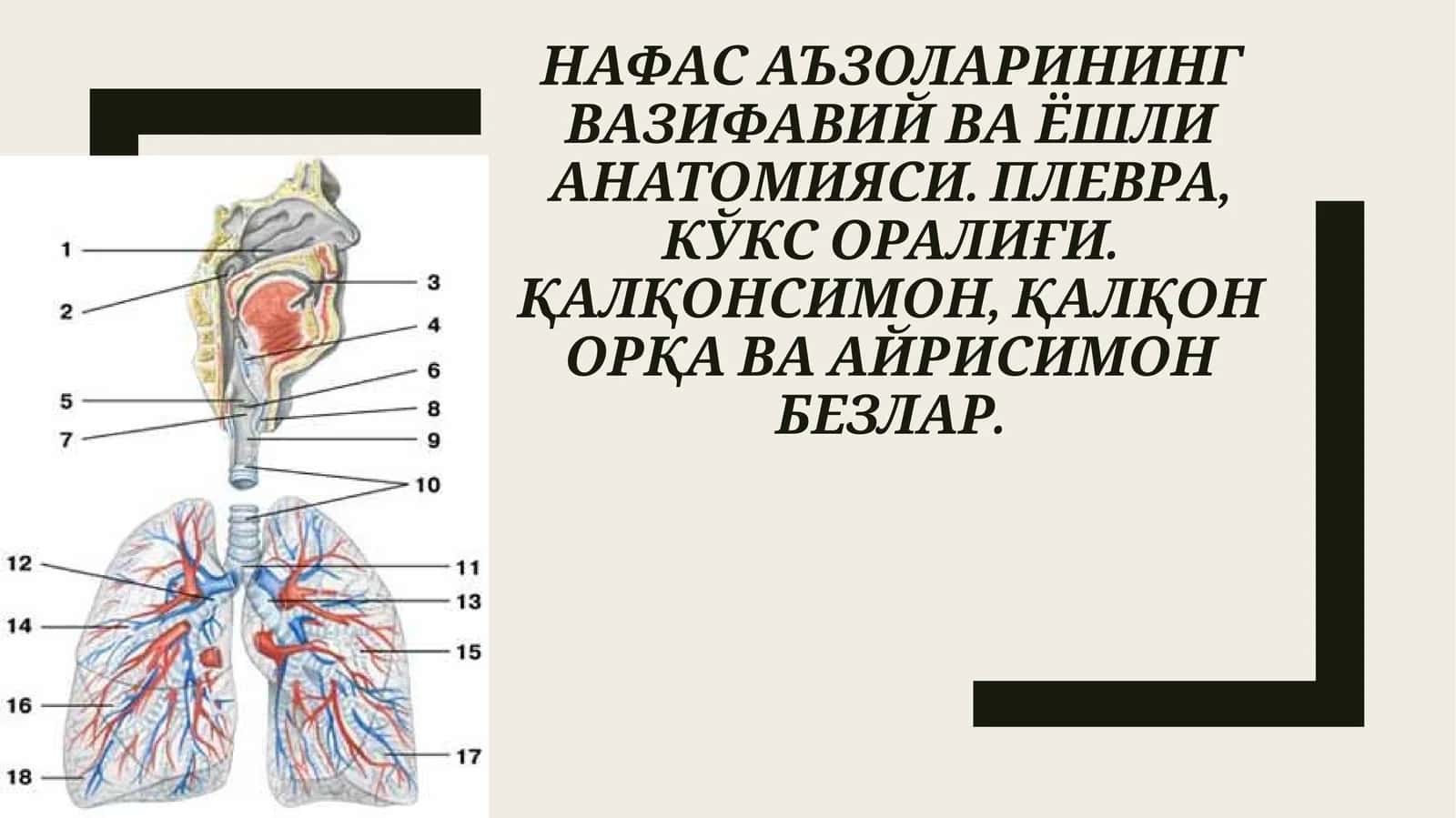 НАФАС АЪЗОЛАРИНИНГ ВАЗИФАВИЙ ВА ЁШЛИ АНАТОМИЯСИ. ПЛЕВРА, КЎКС ОРАЛИҒИ. ҚАЛҚОНСИМОН, ҚАЛҚОН ОРҚА ВА АЙРИСИМОН БЕЗЛАР 1