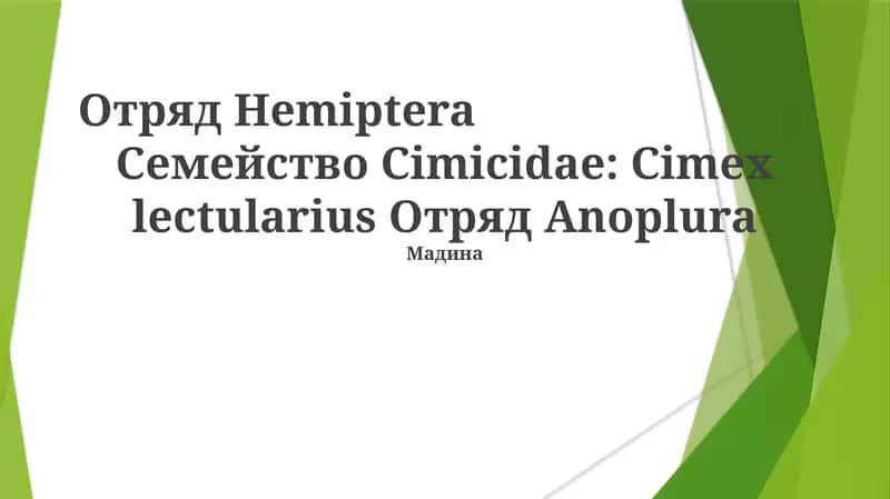 Медицинское значение Cimicidae: влияние на здоровье человека 1