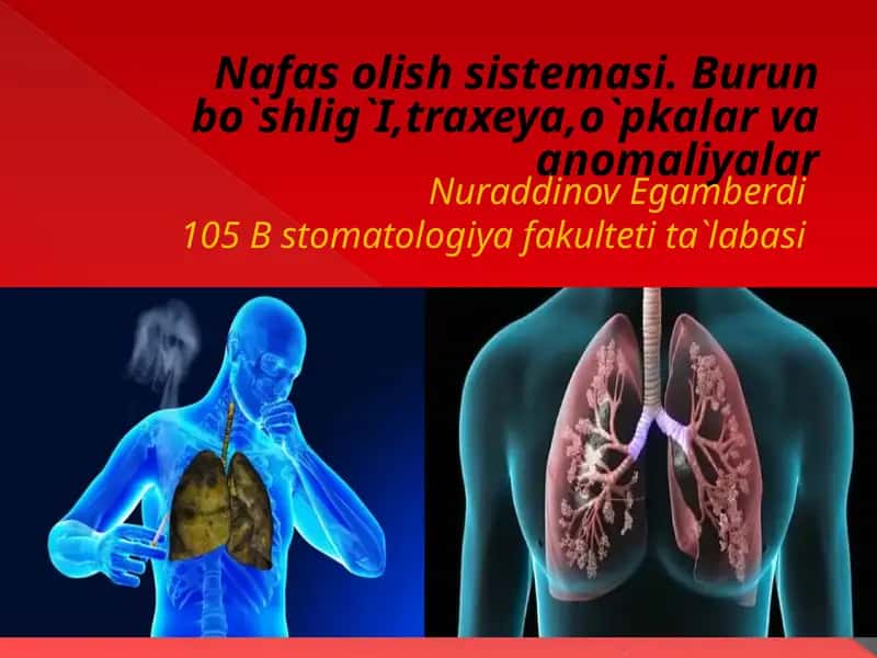 Nafas olish tizimasi 1