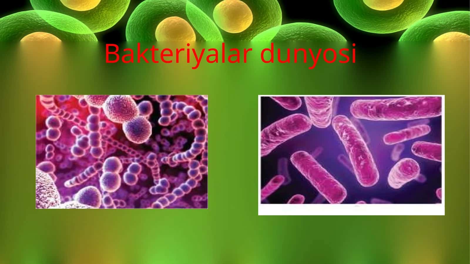 Bakteriyalar dunyosi 1