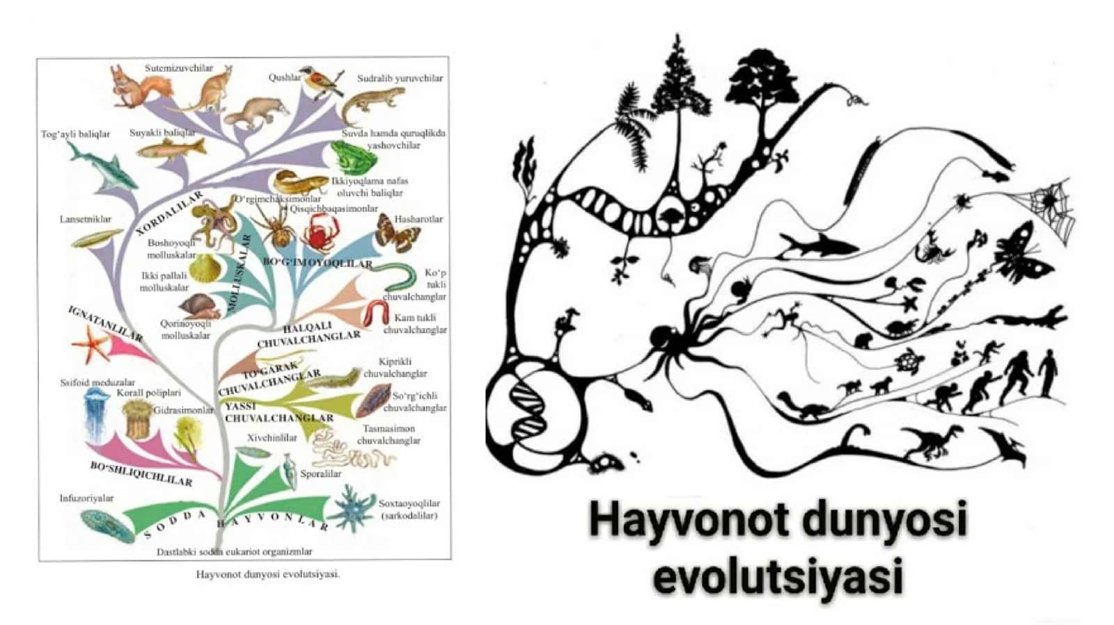 Hayvonot dunyosidagi evolutsion o’zgarishlar 1