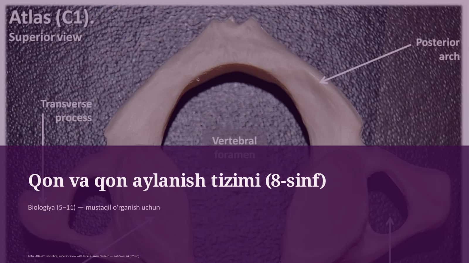 Qon va qon aylanish tizimi (8-sinf) 1