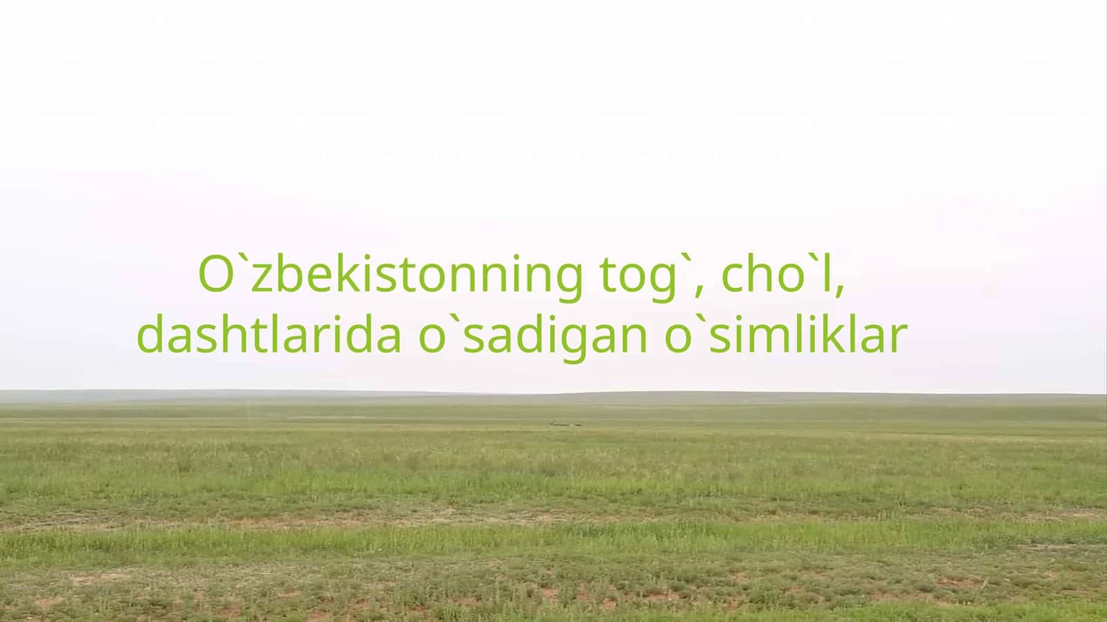 O`zbekistonning tog`, cho`l, dashtlarida o`simliklar 2026 YIL 1