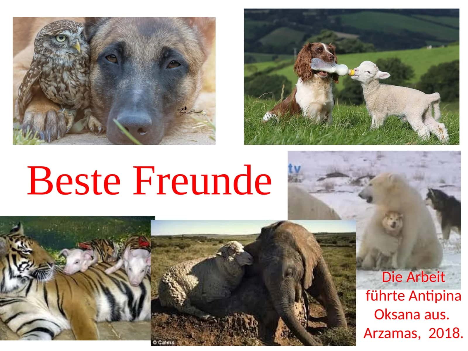 BesteFreunde 1