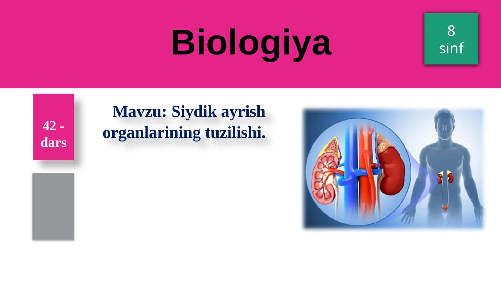 Siydikayrish organlarining tuzilishi 1