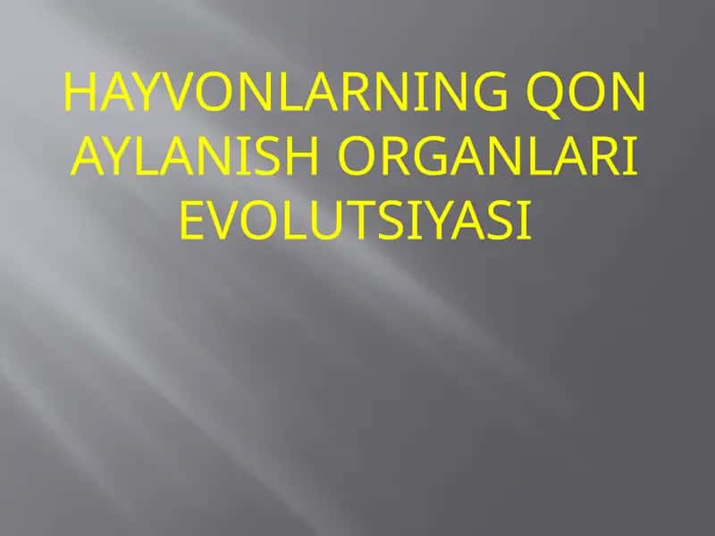 HAYVONLARNING QON AYLANISH ORGANLARIEVOLUTSIYASI 1